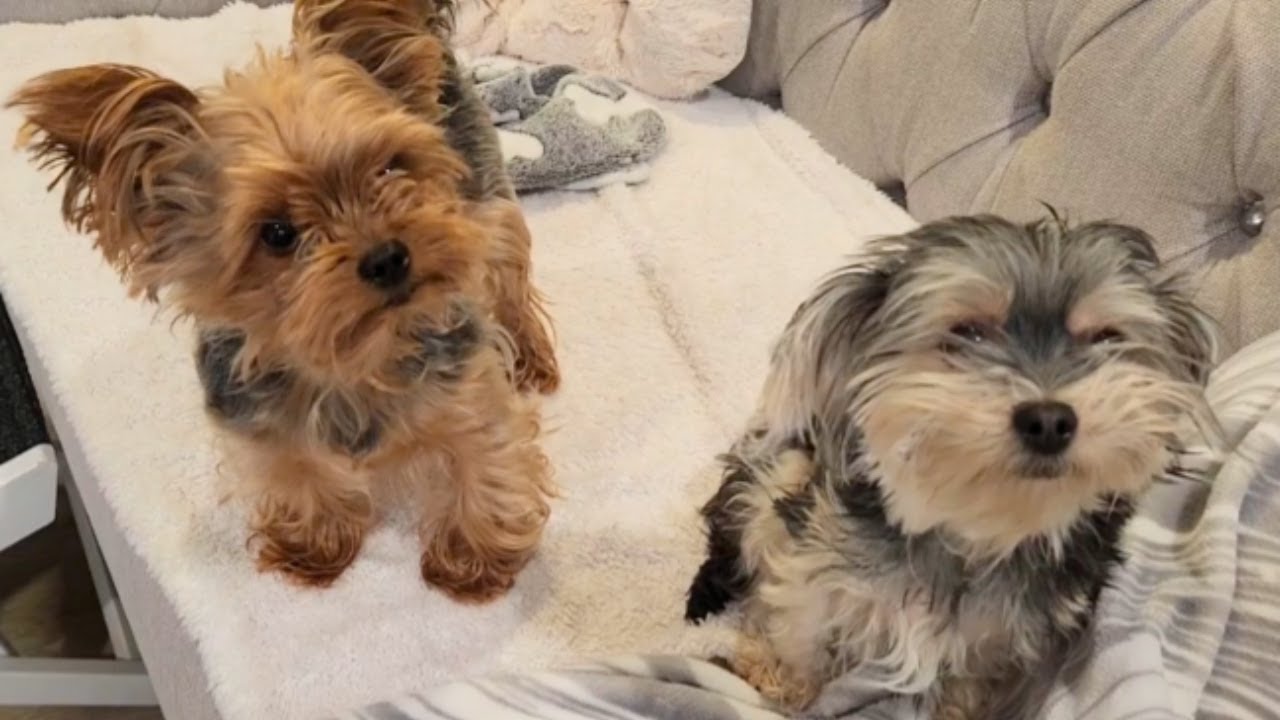 Life with Yorkies 🐾 | Good Morning Wake-Up, Breakfast Feeding & Grandparents Day Excitement!