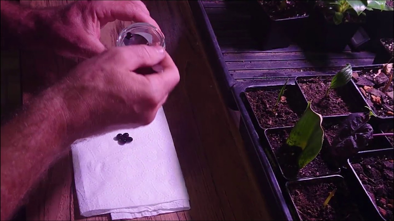 (23) Wysiewanie canny z nasion :) część 1