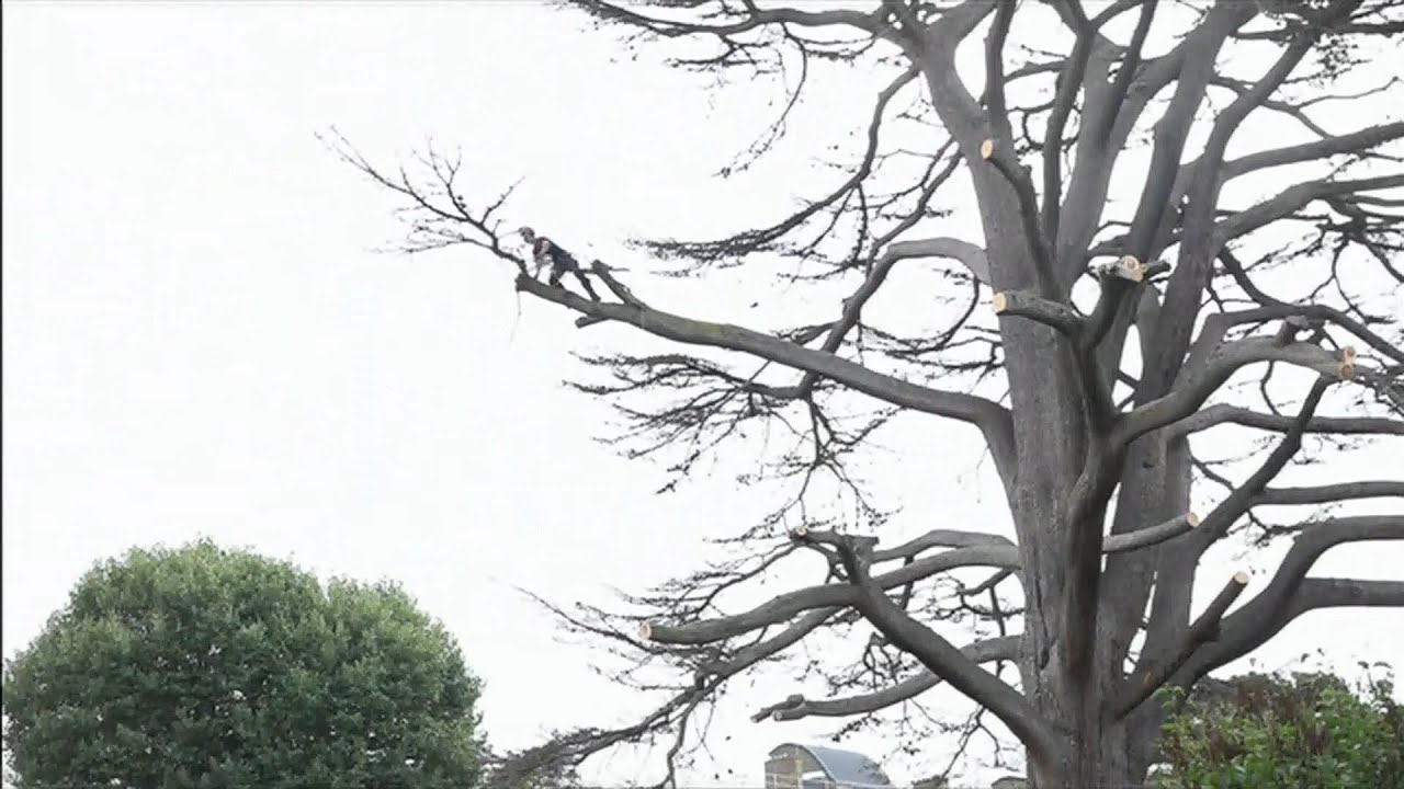 Ancient cedar tree (350 years old) in Putney cut down in London (UK)