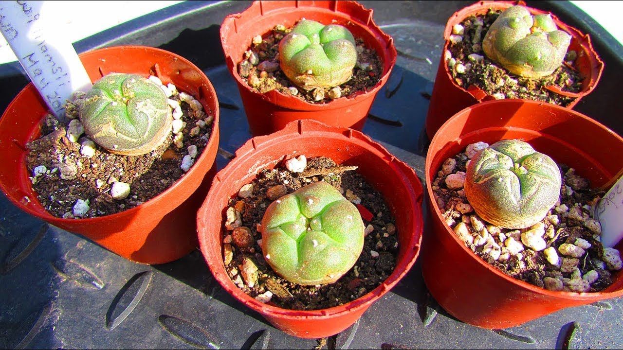 Re potting my Lophophora williamsii Cactus Seedlings - The Peyote Cacti