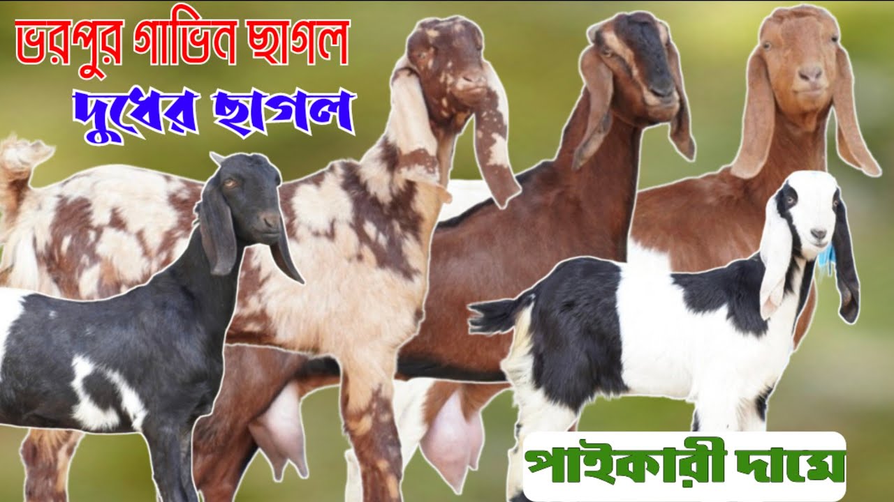উন্নত মানের দুধের ছাগল ভরপুর গাভিন ছাগল এবং খাসি-পাঠা কিনুন পাইকারী দামে | Goat Farm Natore 