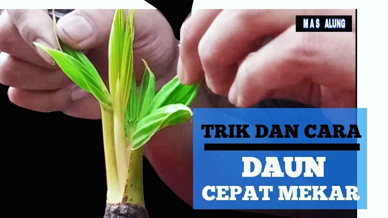 TRIK || Merenggangkan batang daun bonsai kelapa agar cepat mekar