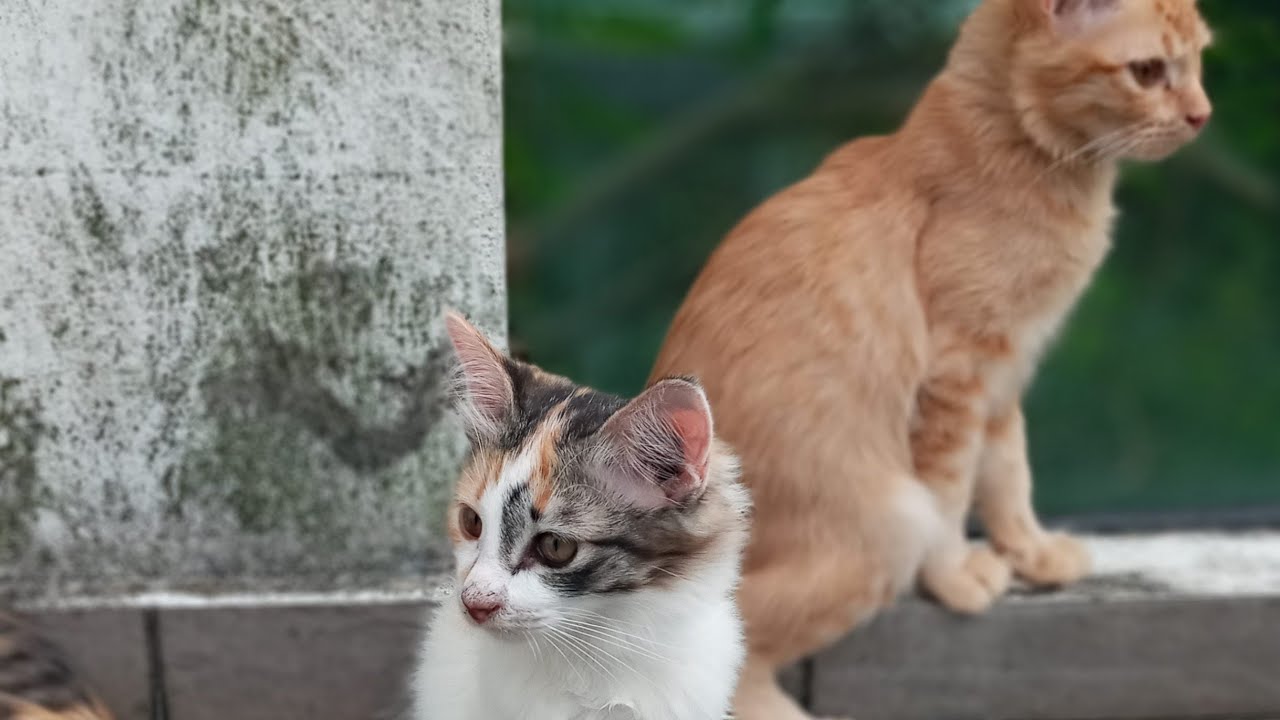 Time Machine Cats !!!! Longest Daily Cat's Story