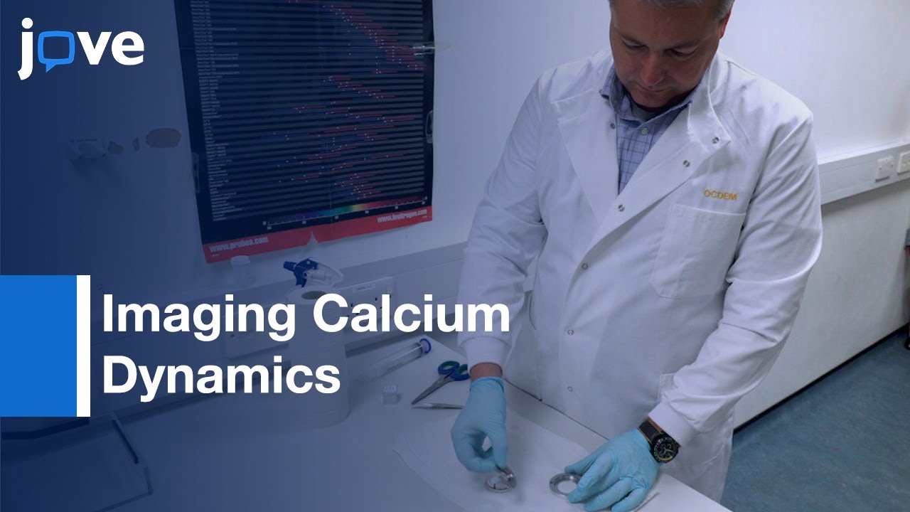 Imaging Calcium Dynamics In Subpopulations Of Mouse Pancreatic Islet Cells l Protocol Preview