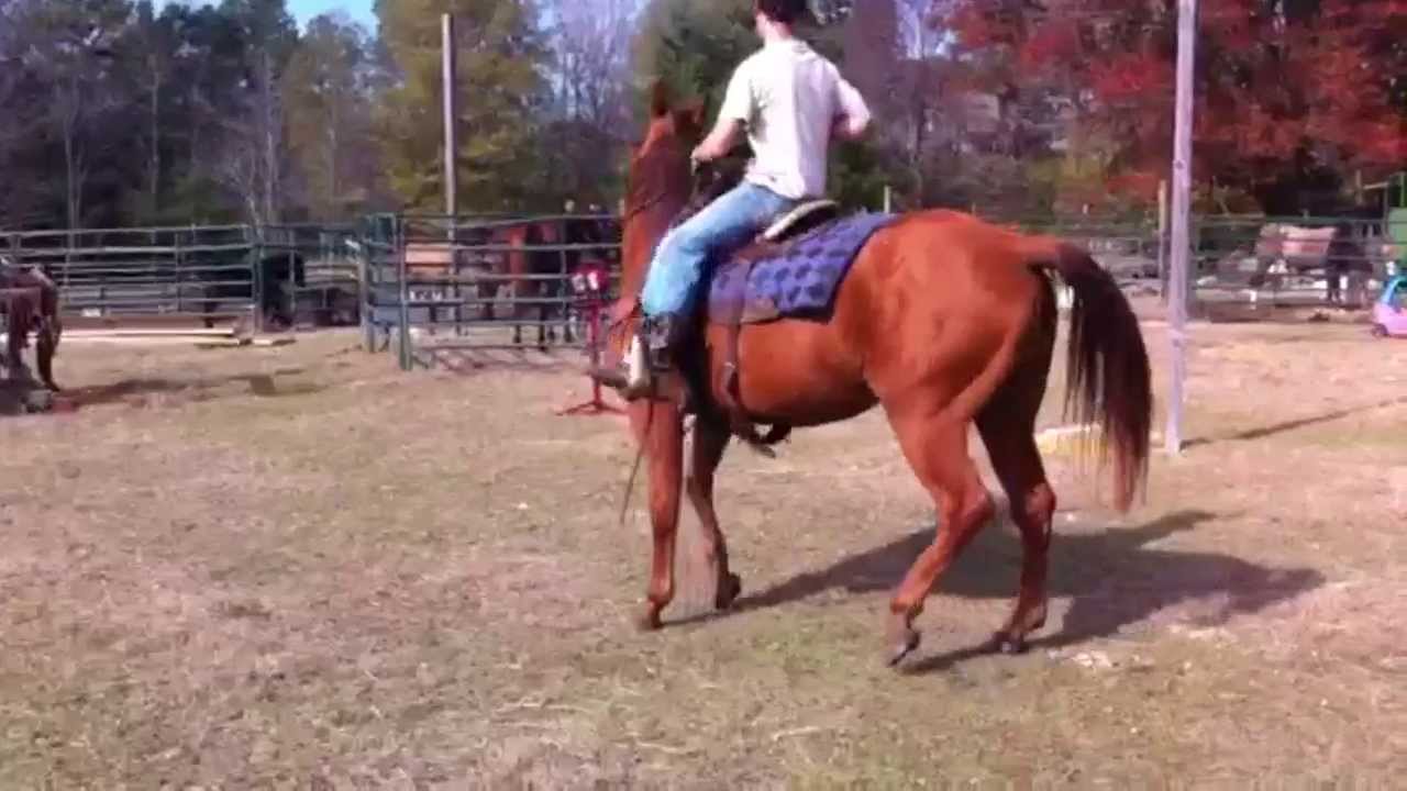 Dollar the Gelding
