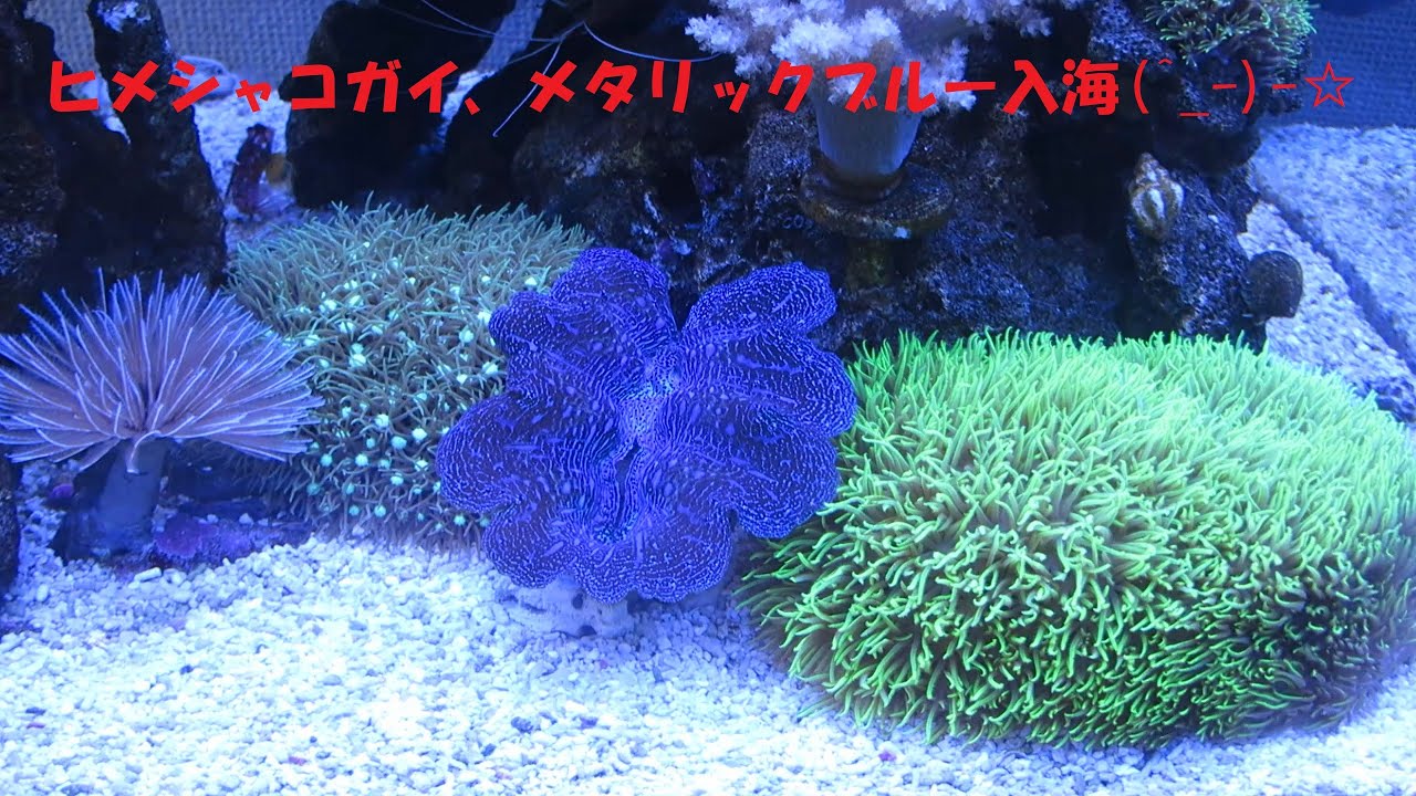 ヒメシャコガイ、メタリックブルー入海(^_-)-☆