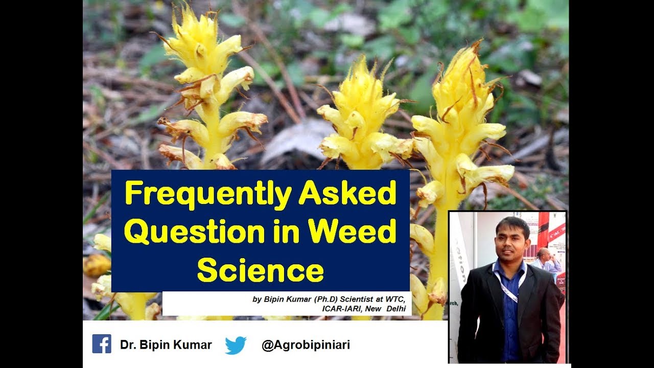 Orobanche ( Broomrape) and its management