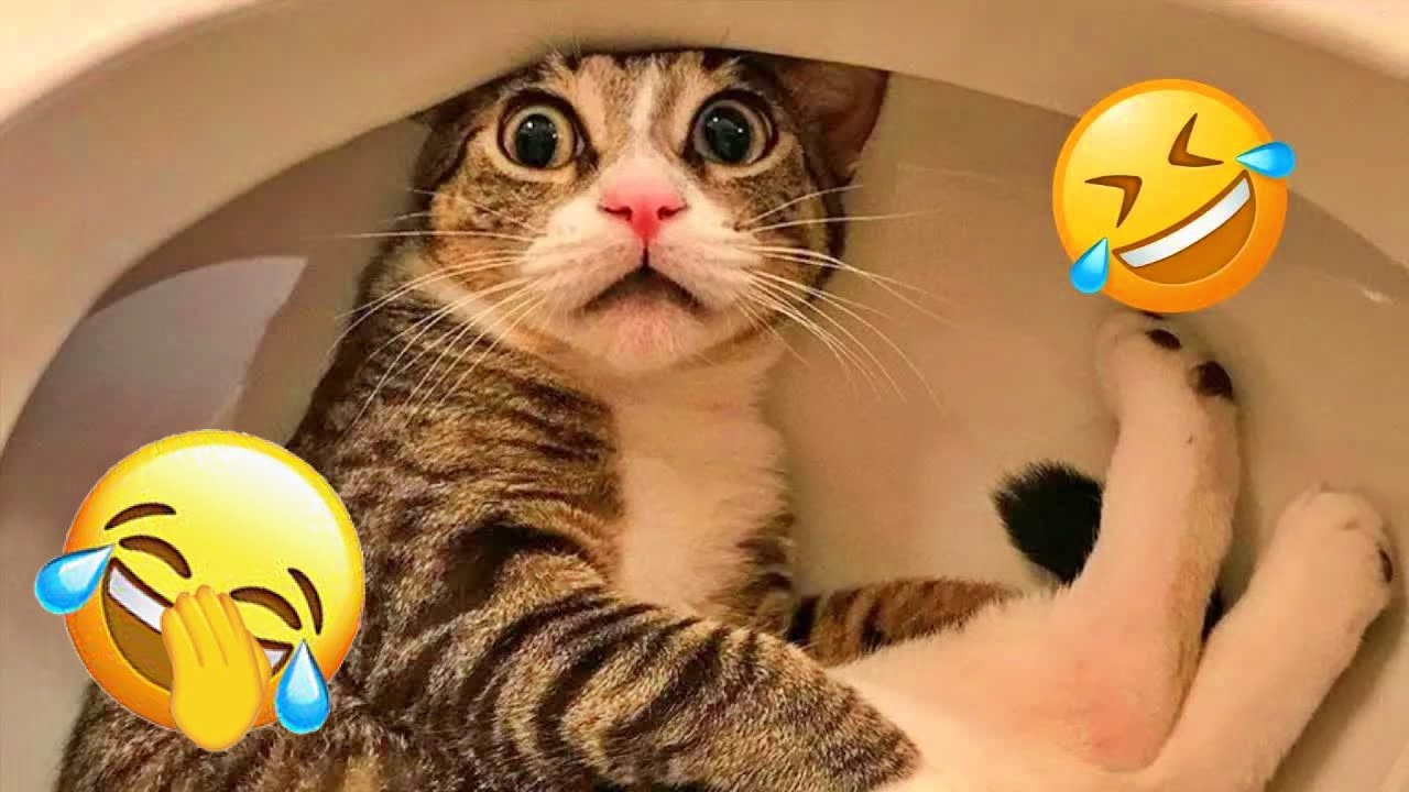 Funny Cat Videos 2025 😹 Best Cat Compilation Ever 😮‍💨 