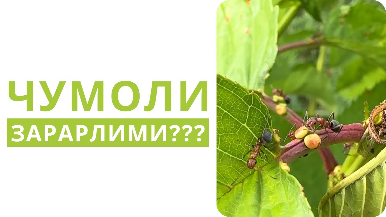 ДАРАХТЛАРИМНИ ЧУМОЛИ БОСИБ КЕТДИ! ЗАРАРЛИМИ???