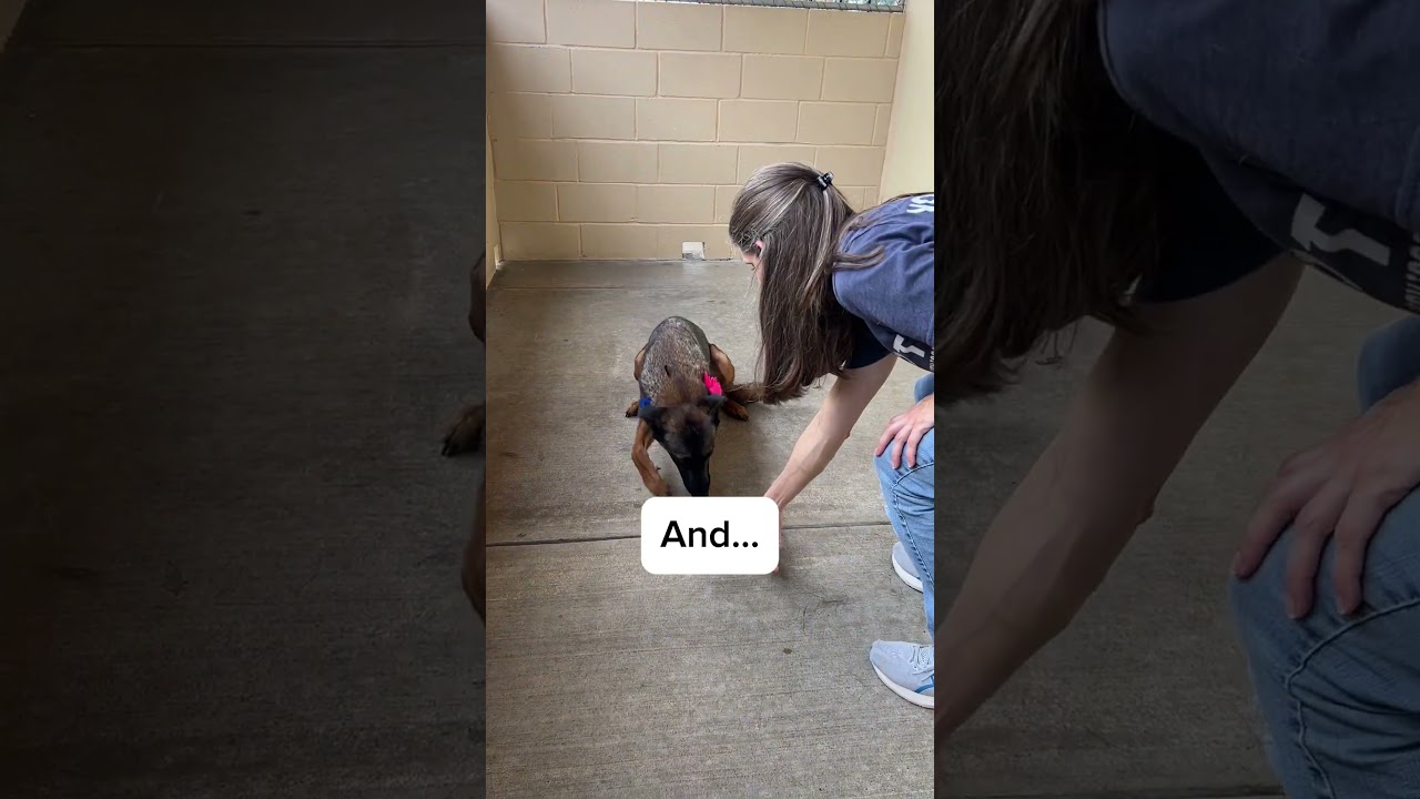 Maple - available dog at Collin County Animal Shelter