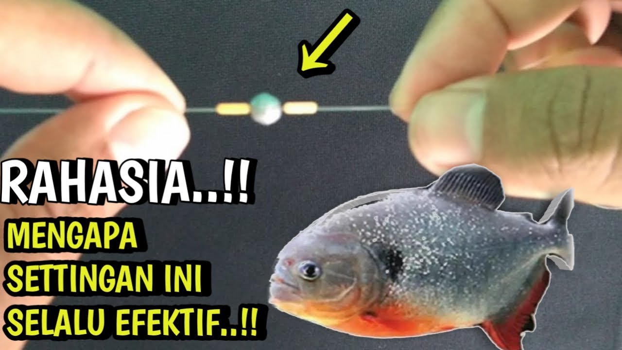 ANTI MOCEL...!! RANGKAIAN PANCING BAWAL PALING AMPUH versi NEKAD MANCING