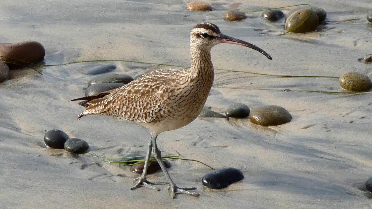Whimbrel Bird on Vacation