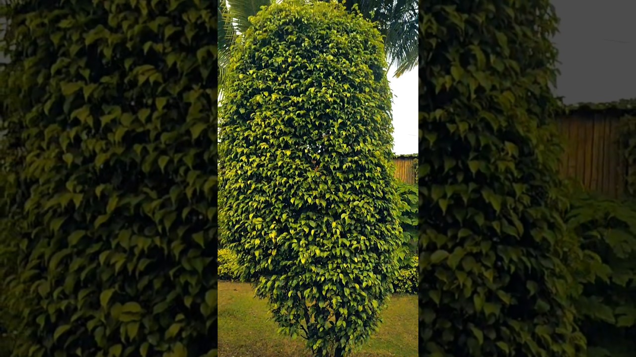 50 lack ka 🌲🌲😍😍😮😮😍🌲🌴😍🔥🔥