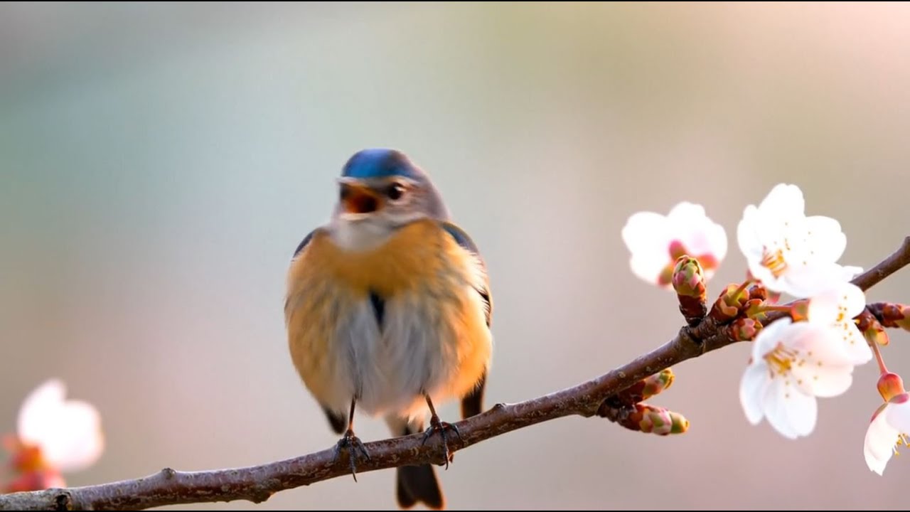 Evening Birdsong in the Forest – Relaxing Music to Unwind
