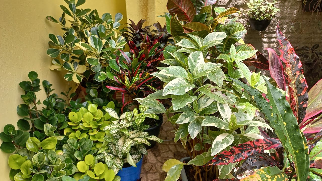 Plantas em vaso de fácil cultivo com folhagens coloridas. 