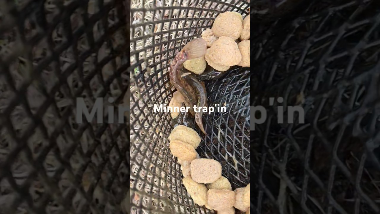 minner trap'in #fishing #g4outdoors ##outdoors #viralshort #funnymemes