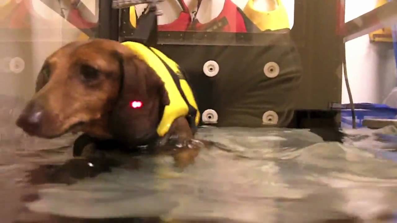 Red Sharp Underwater Dog full video