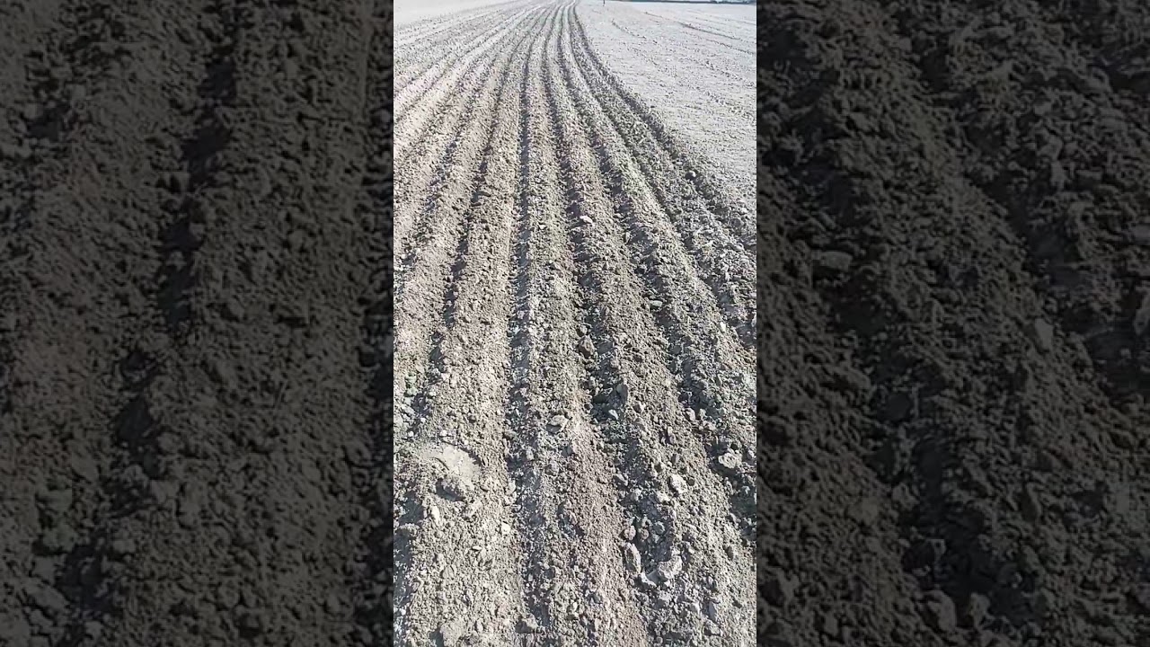 सरसों की बिजाई / सरसों की खेती / sarso ki buvai / sarson / sarso / Mustard Farming / sarso_ki_kheti