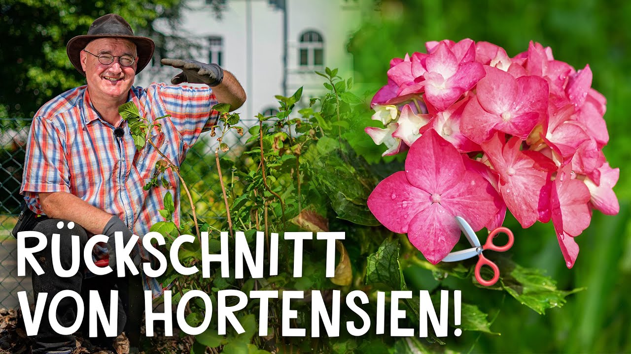 Rückschnitt in 5 Schritten! 🧐 - Hortensien richtig schneiden & pflegen