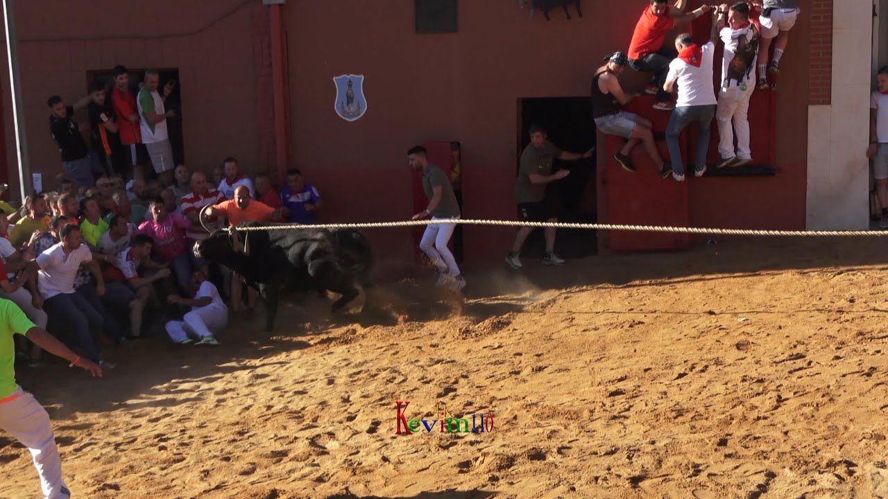 Benavente 2024 Toro Enmaromao