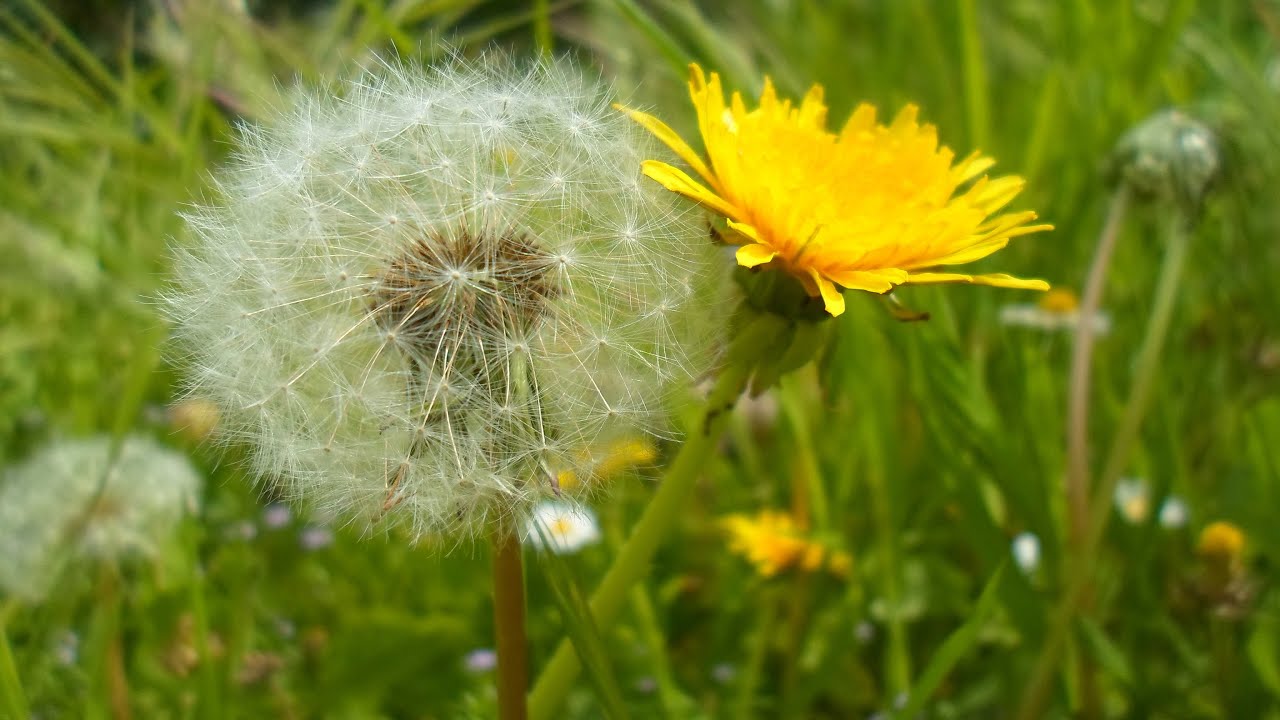 Riconoscere il Tarassaco (Taraxacum Officinalis), le proprietà e come cucinarla.