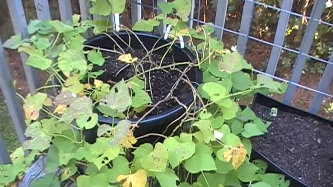 1st Sweet Potato Harvest 10/3/2016 EP.29