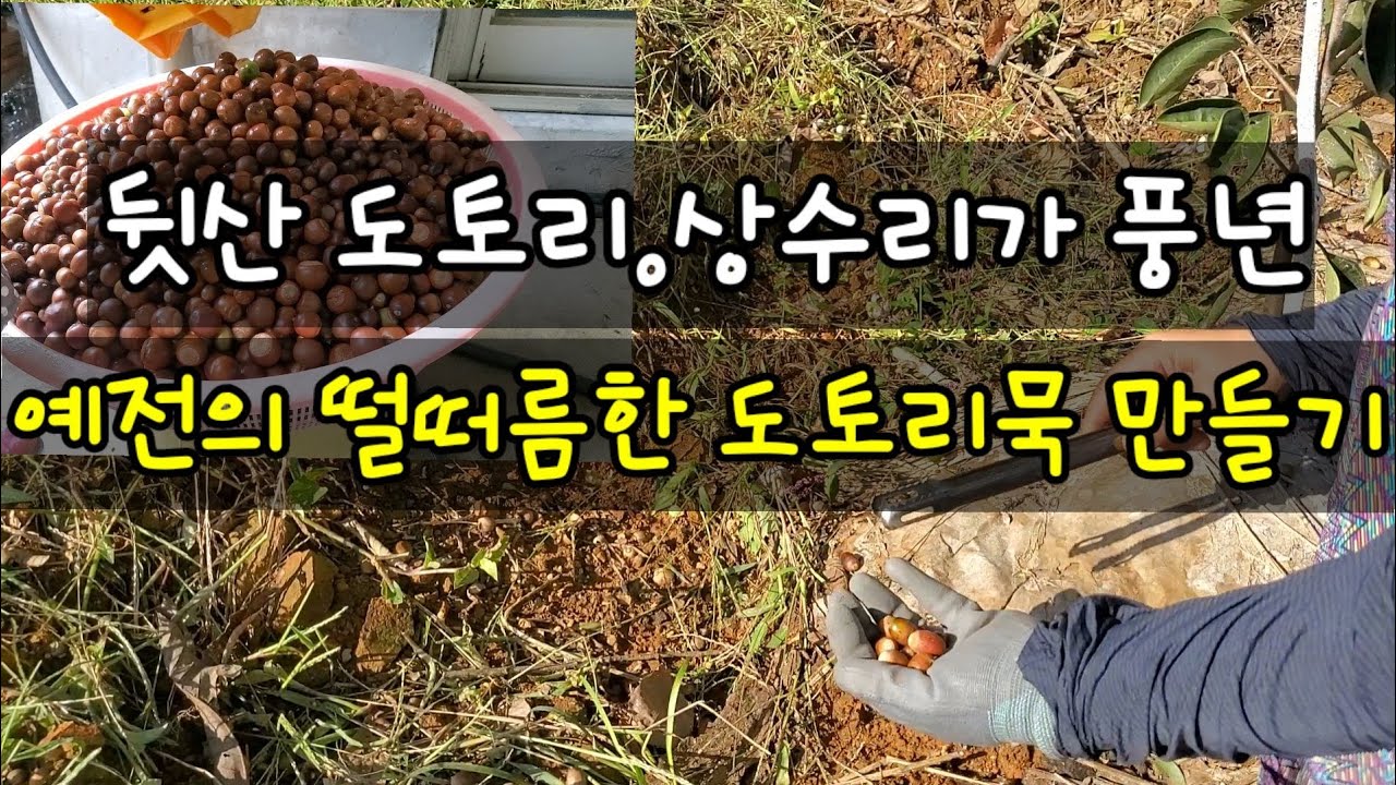예전에 먹던 떨떠름한 도토리묵 만들기 야산 참나무 아래 도토리 껍질 안까고 묵 만드는 과정