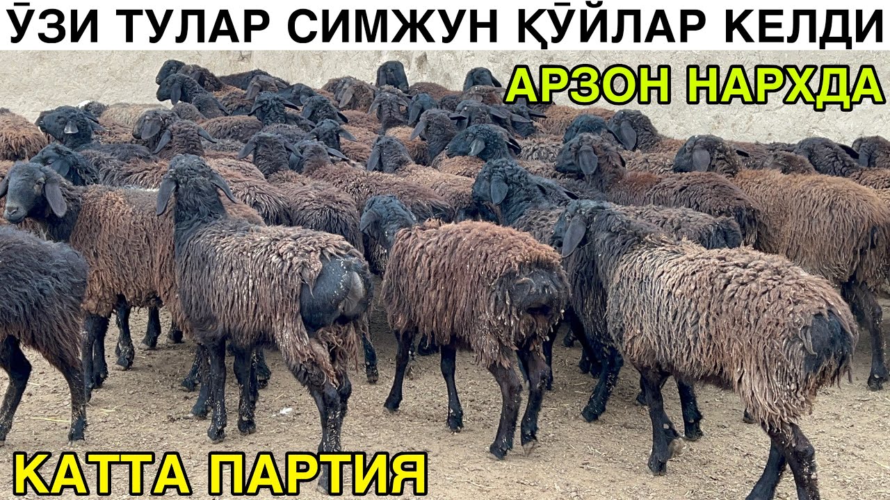 ЕНДИ ХАММА ОЛАДИ. ☎️+998995625223 ☎️+998940572000