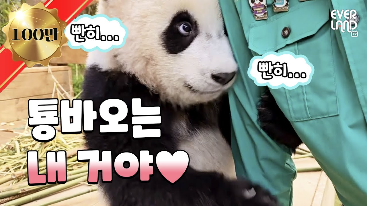 [ENG]장난감보다 할부지가 좋은 루이후이🐼🐼 러부지 아여사의 미모공격까지｜#판다와쏭 #158