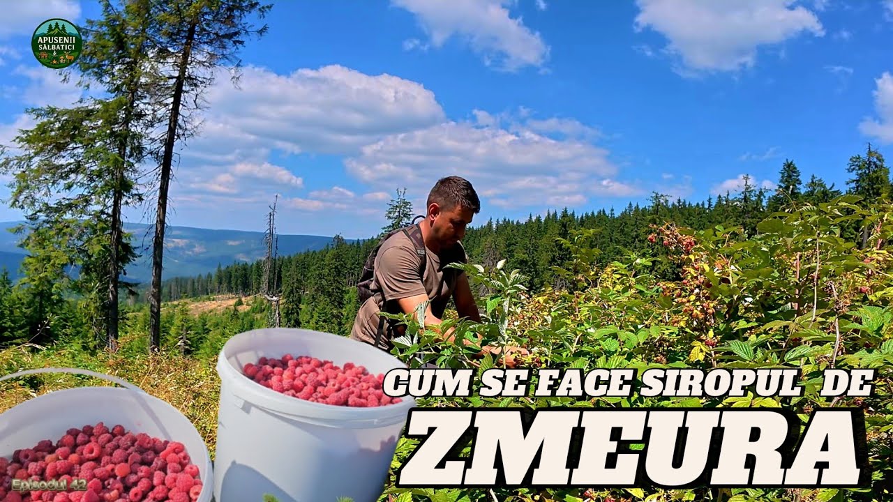 TRADIȚII DE VARĂ ÎN APUSENI – CULEGEM ZMEURĂ SĂLBATICĂ ȘI FACEM SIROP (EP. 42)