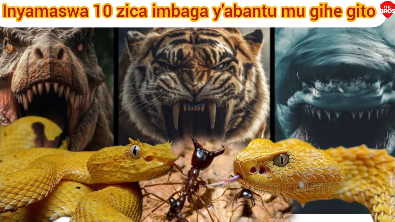 Животные неожиданно убивают больше людей, чем любые другие животные на Земле.