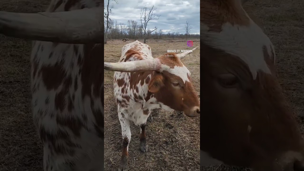 #AwesomeAzlynnLonghorn #RobinsonRanchCoLonghorns #TexasLonghorn #Feedme #Longhorns #Cashcows #cows