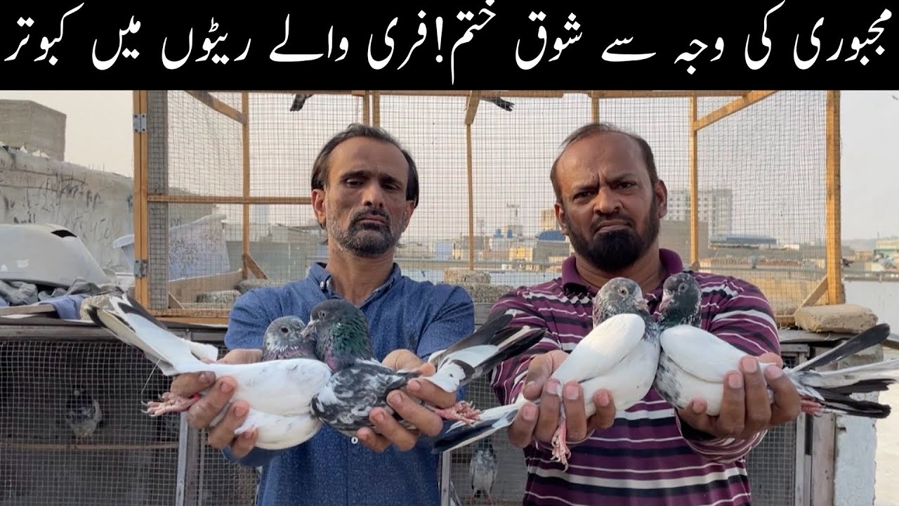 HighFlyer Pigeons Setup Visit Bankay Teddy Golden Sialkoti Chohay Quality Pigeons 😯🥰
