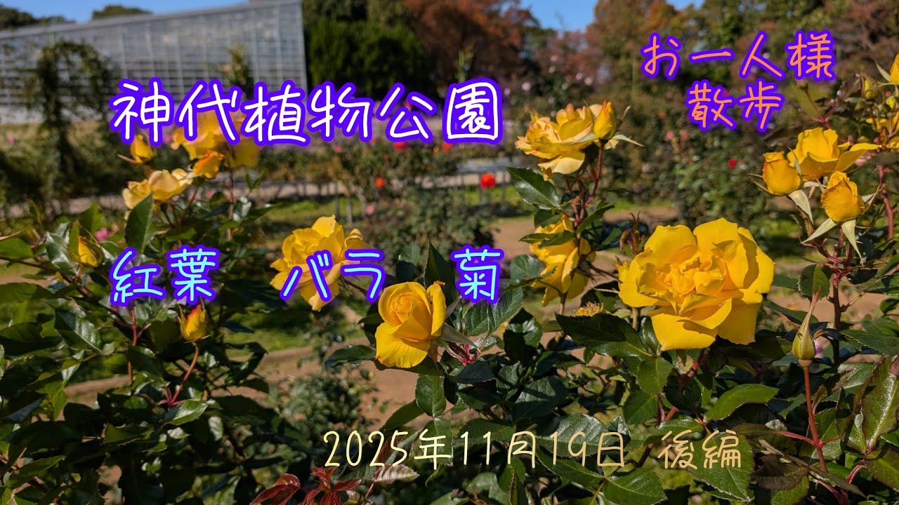 深大寺　後編　神代植物公園　お一人様散歩