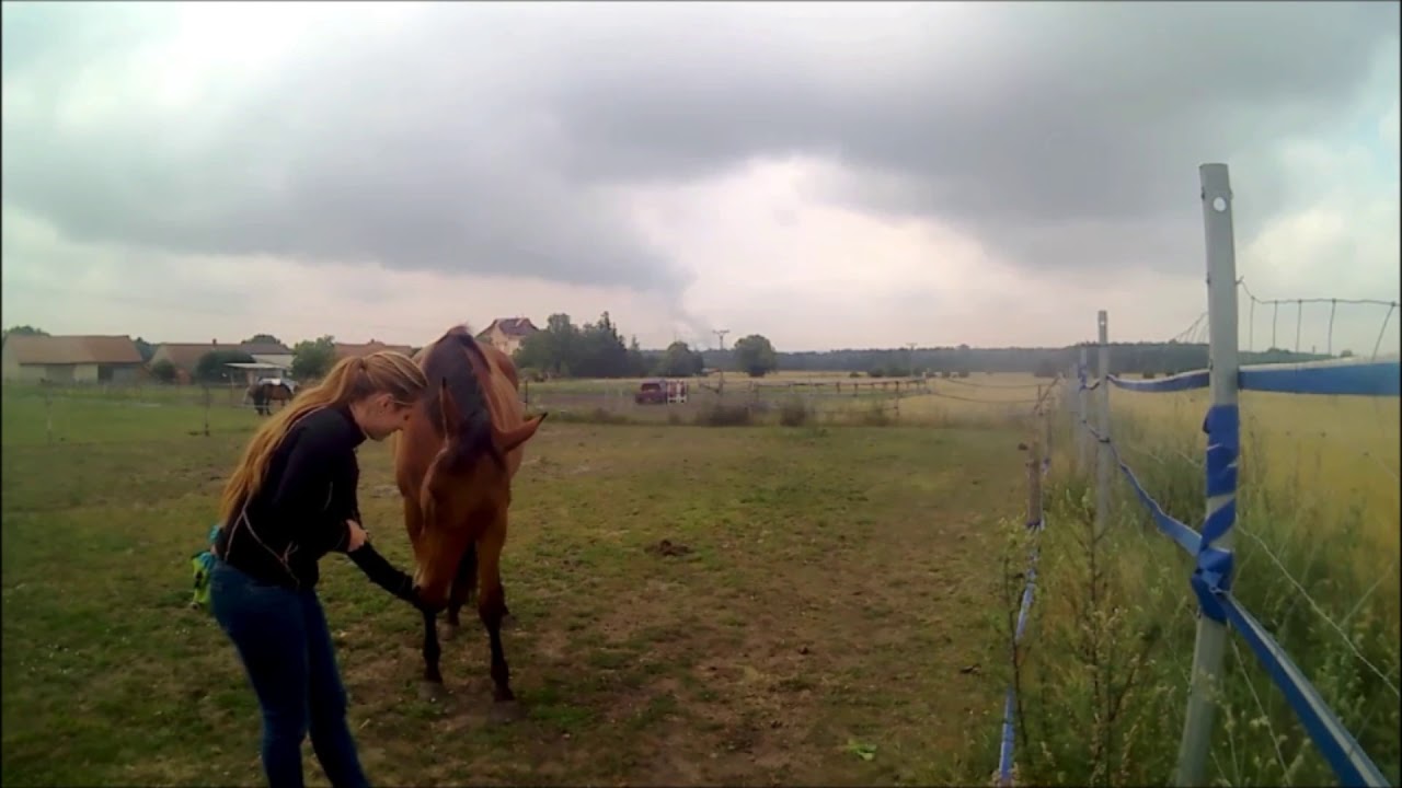 Cooperative equine veterinary care: A short training session