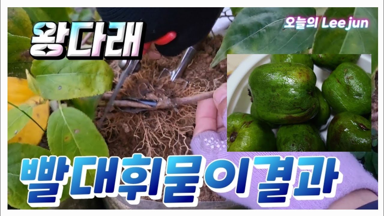 왕다래빨대휘묻이결과.