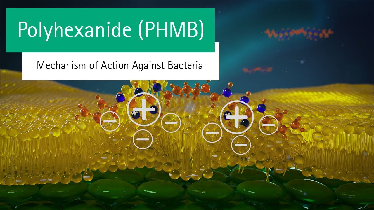 Polyhexanide (PHMB) Explained &ndash; Mechanism of Action Against Bacteria