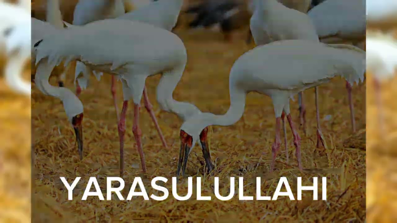 Malam Ibrahim Mai ASHAFA yayi bayani Mai faida sosai masoya kusaurara#arewa #hausa 