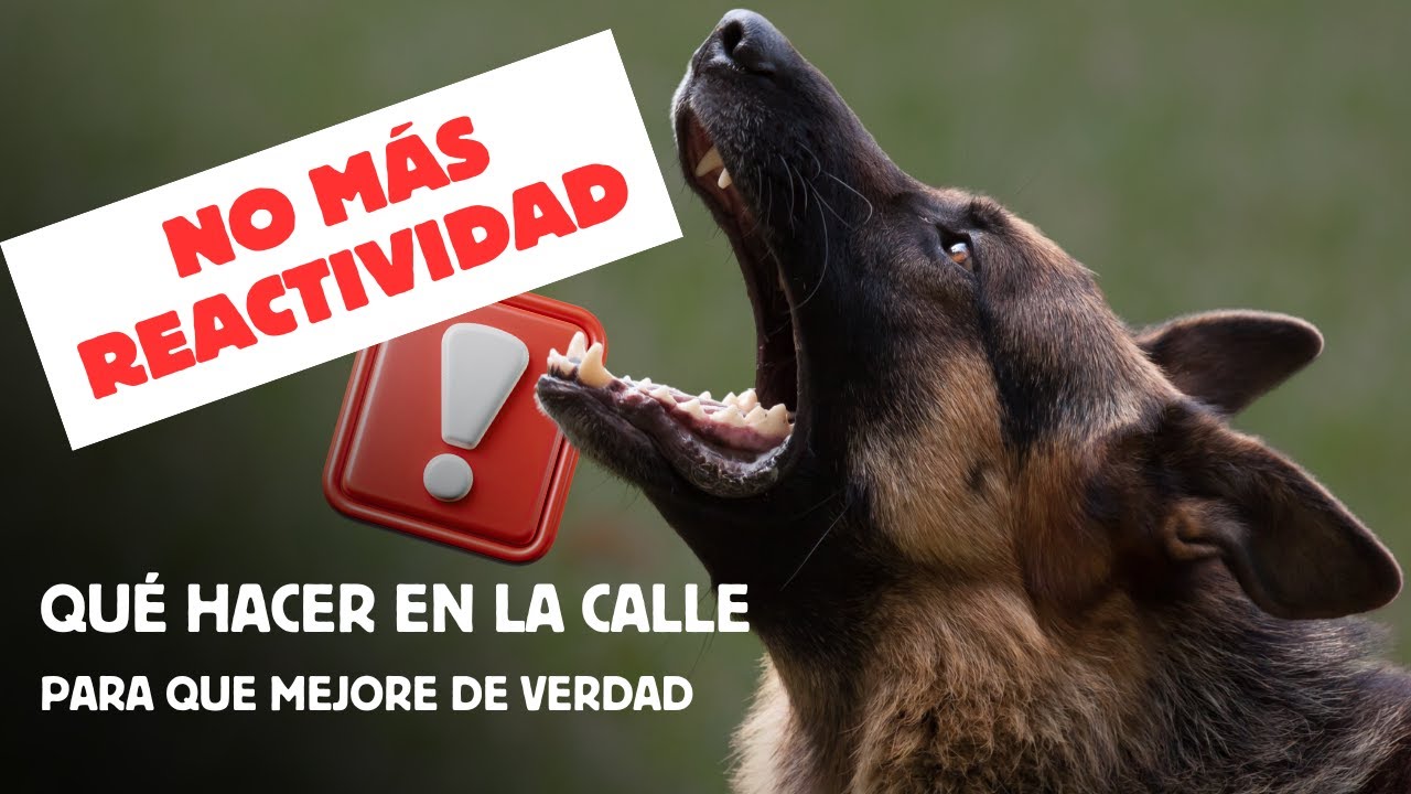 PERROS REACTIVOS: qué hacer EN LA CALLE para que MEJORE DE VERDAD (paso a paso)