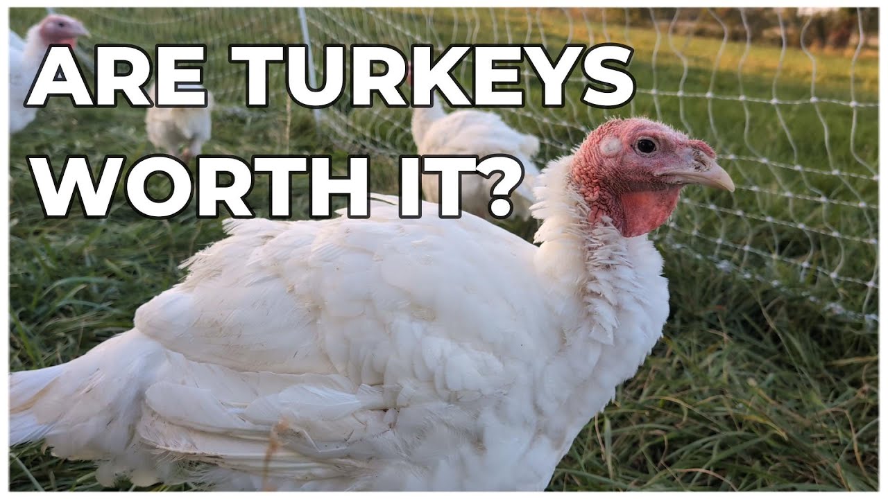 Pros and Cons of Turkeys | Broad Breasted Whites |  Clean Family Homestead Channel Ep. 65