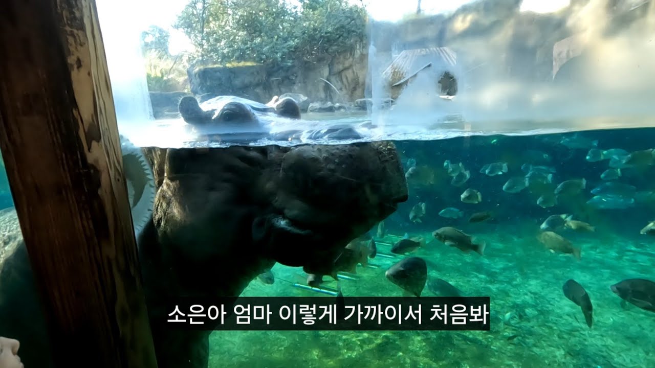 딸 둘이랑 오사카 (덴노지동물원, mio, at 21 namba, 신지다이)  