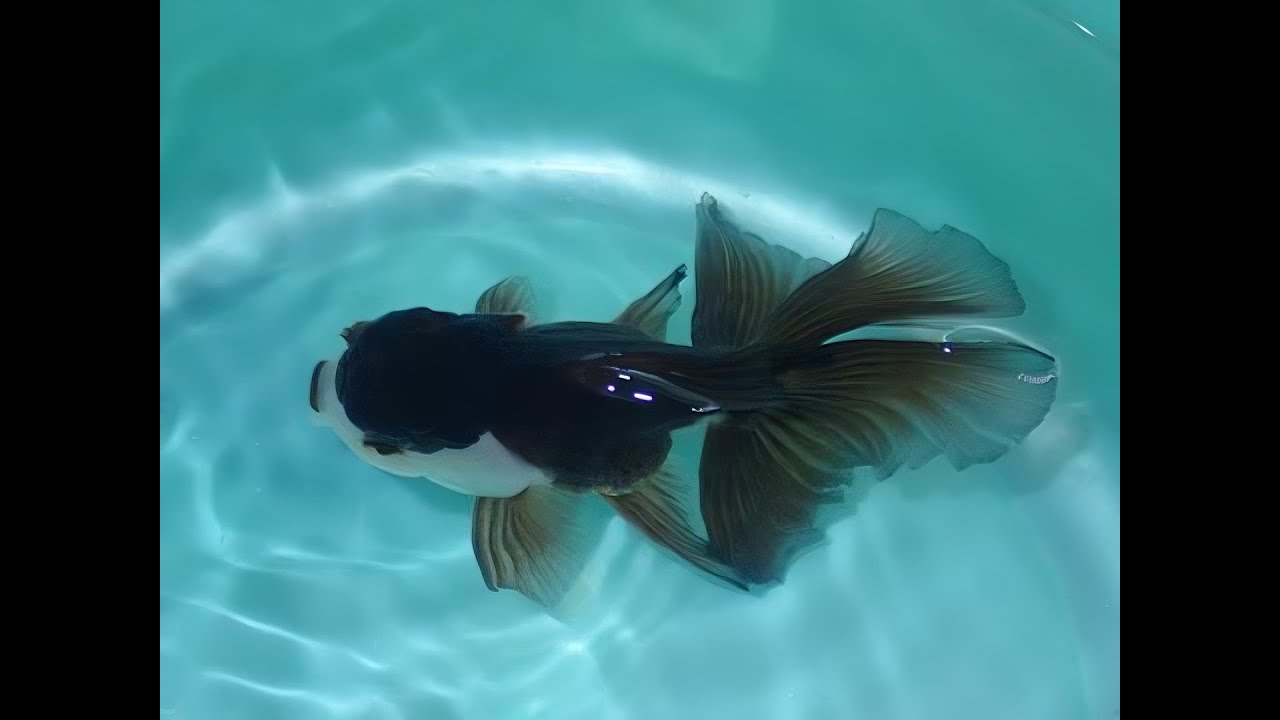 創意眼金魚坊2024年7月份新進魚隻欣賞