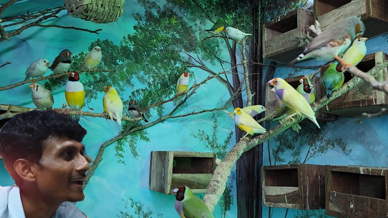 Gouldian Finches Surprising  Breeding Colony / Funny Activity Of Parrots.