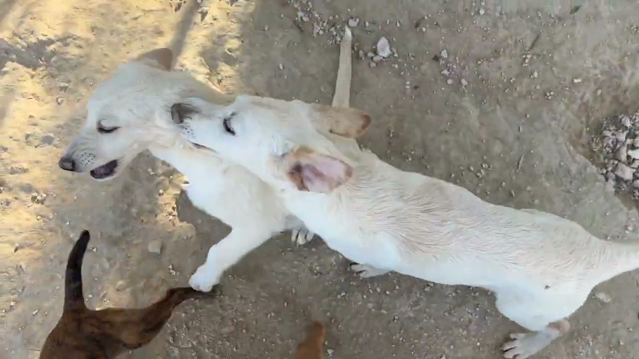 Три непослушных щенка 🐶 Коко, Шанель и маленькая Джанна - Приют Такис
