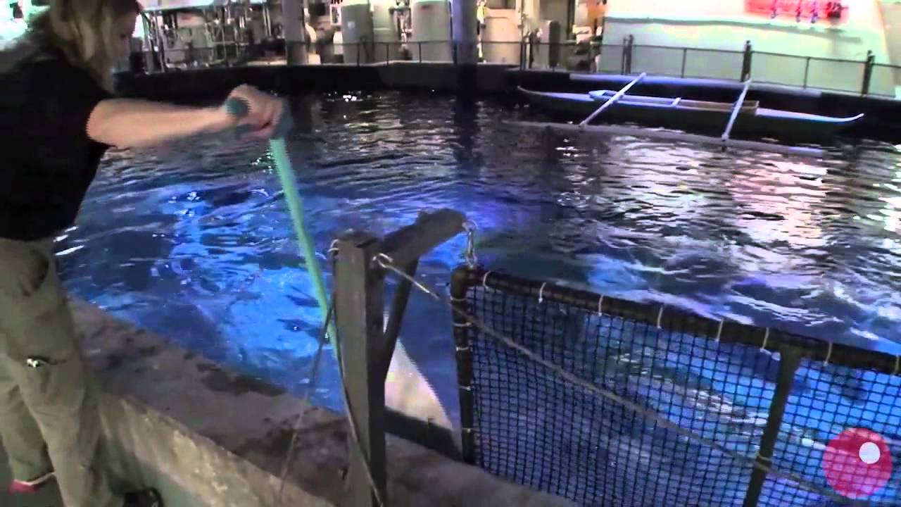 Shedd Aquarium Shark 'Feeding Tour' - BEHIND THE SCENES