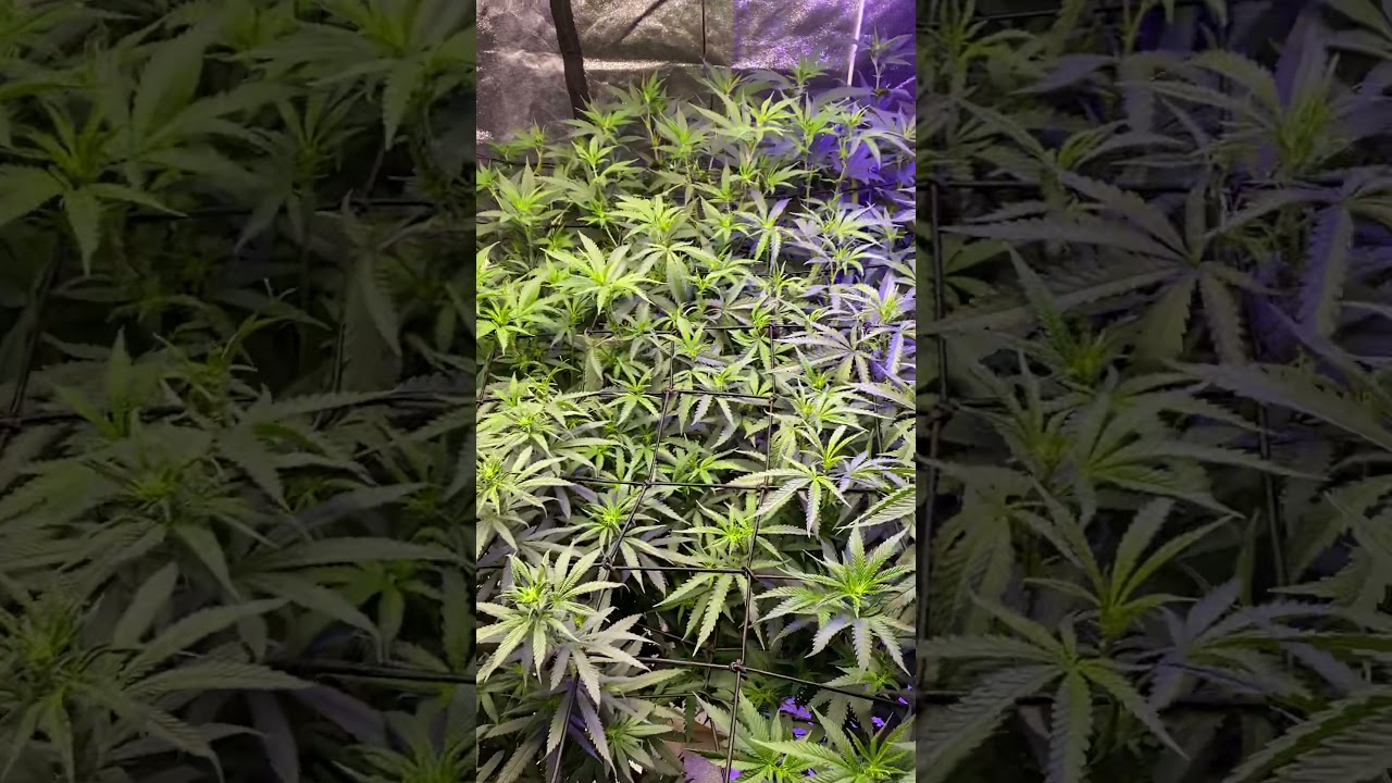 Spider farmer 4000 second cycle first day of flower