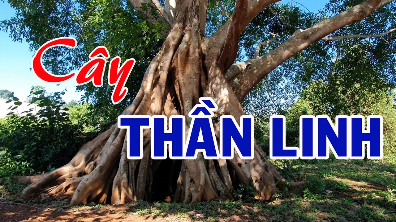 CÂY THẦN LINH | Khám phá cây Di sản trên công viên địa chất toàn cầu | Du lịch ĐẮK NÔNG