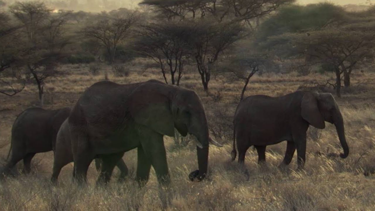 SHOCKING: Poachers Attack Wild Elephant in Kenya | This Wild Life | BBC Earth
