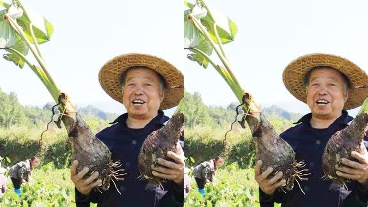 Liping farmers pick royal tribute Li Ping yam early morning, fragrant and sticky, delicious!