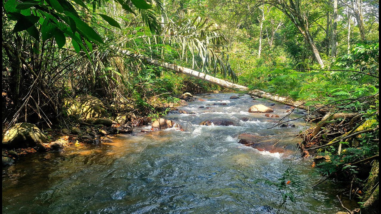 🌿Bedtime Calm for Better Sleep – Soothing River Sounds Moving Slowly Through Forest Stones